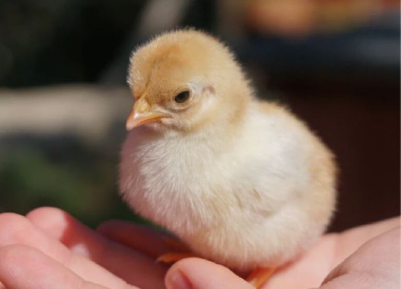 poultry-breeds